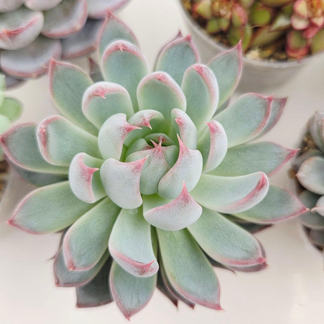 か*え様 ㊲大きめ苗! 桜鬼❣️ちょこん❣️華切子❣️おらいさん発根済 6苗 メ