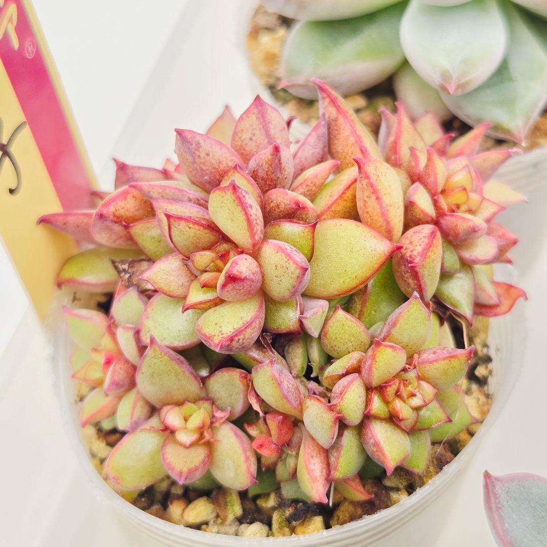 か*え様 ㊲大きめ苗! 桜鬼❣️ちょこん❣️華切子❣️おらいさん発根済 6苗 メ