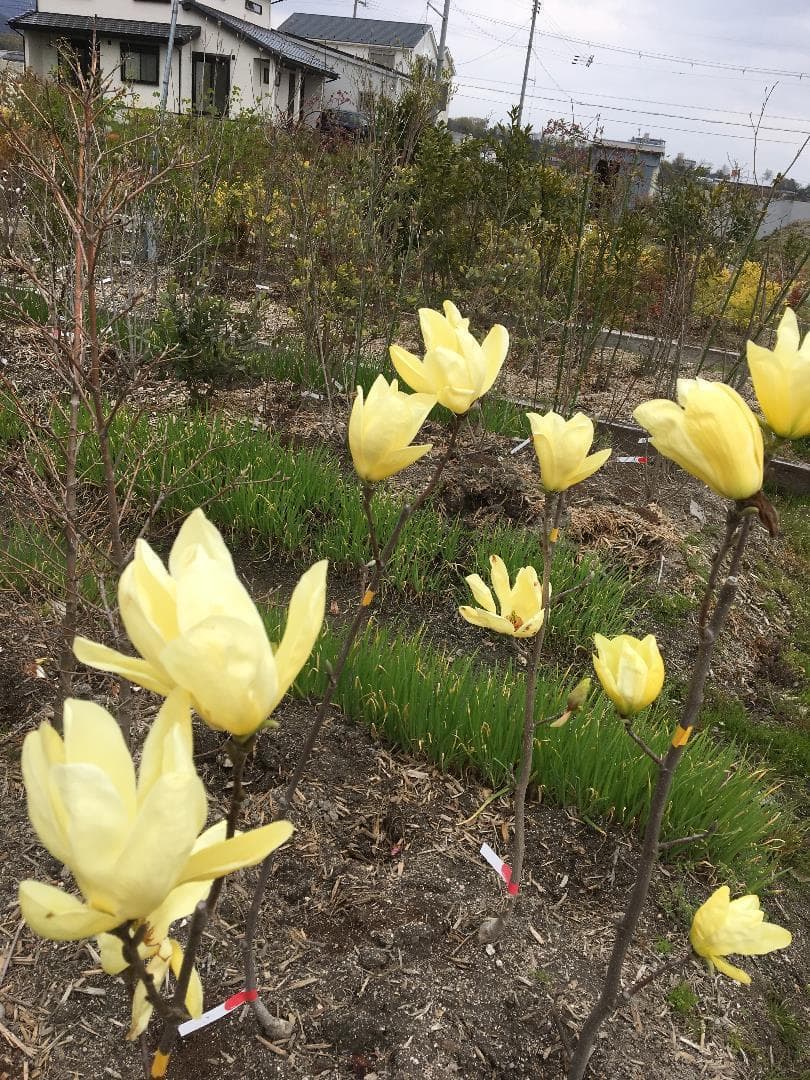 《現品》モクレン　エリザベス　樹高1.4ｍ（根鉢含まず）35【黄花/苗木】