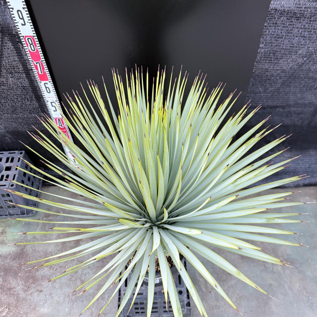 【AL1191】ユッカ　ロストラータ　シルバーブルー　極太　超美形　短葉