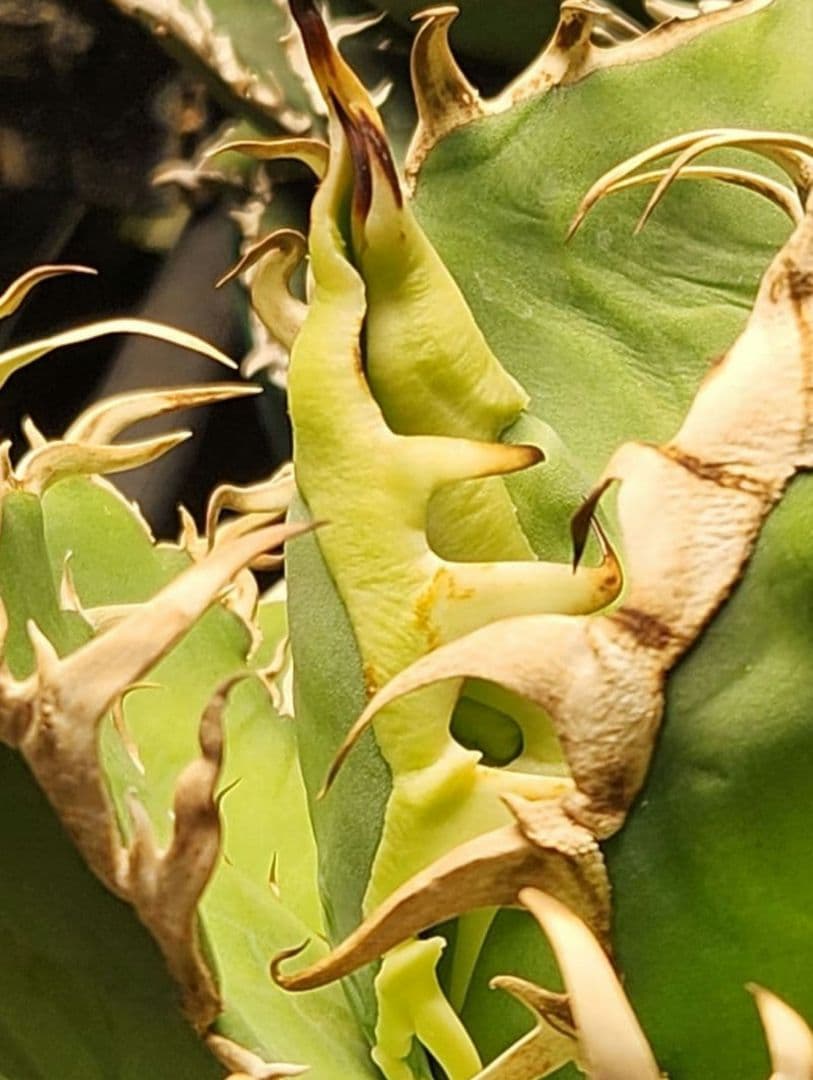 【選抜実生】 オテロイ　子株(とんでもないポテンシャルです)