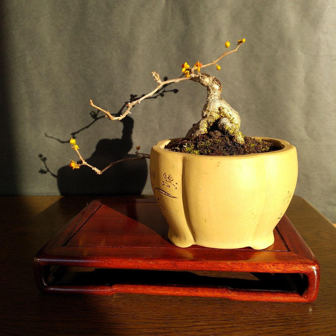 ツルウメモドキ