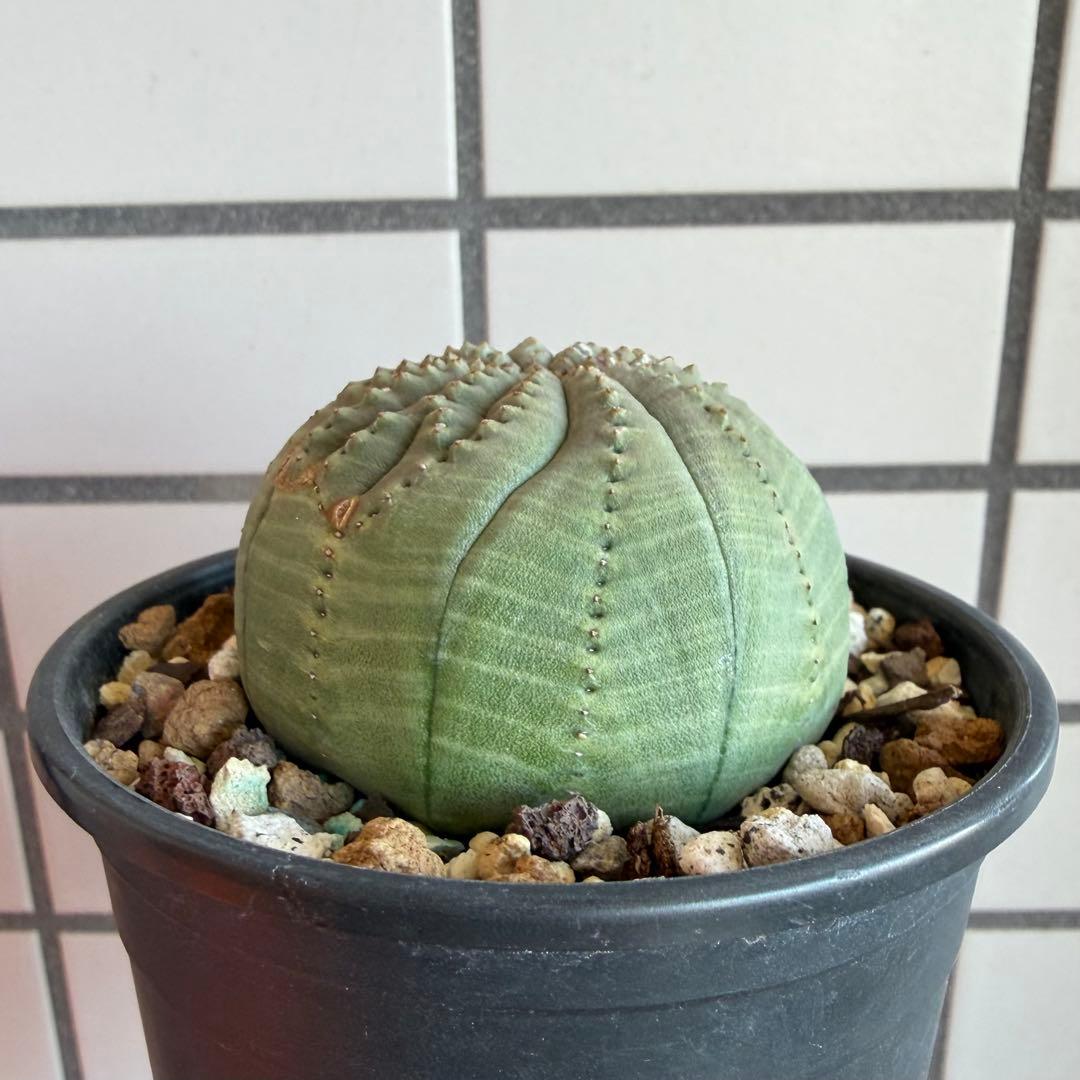 t*o様 ② ユーフォルビア オベサ 実生モンスト 綴化