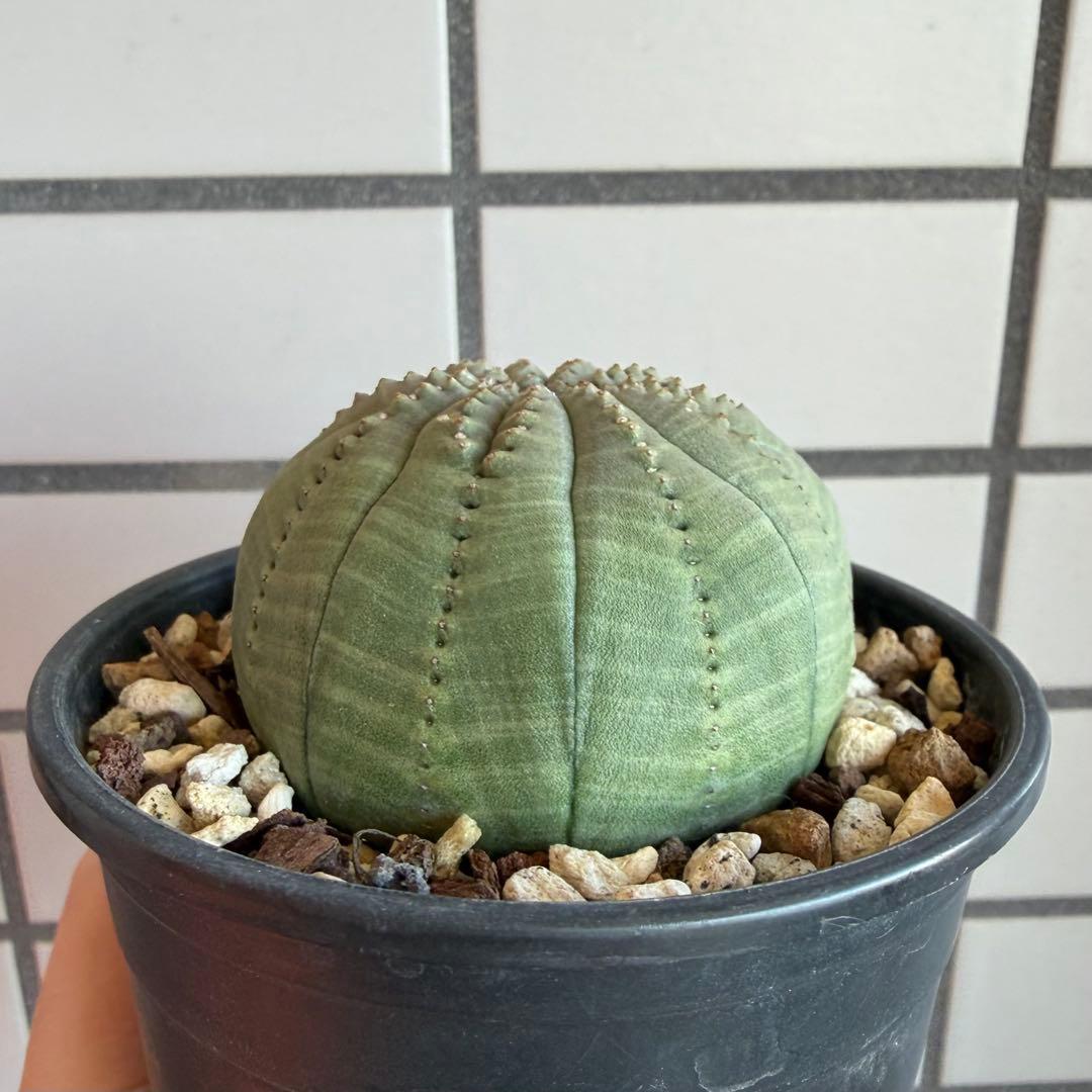 t*o様 ② ユーフォルビア オベサ 実生モンスト 綴化