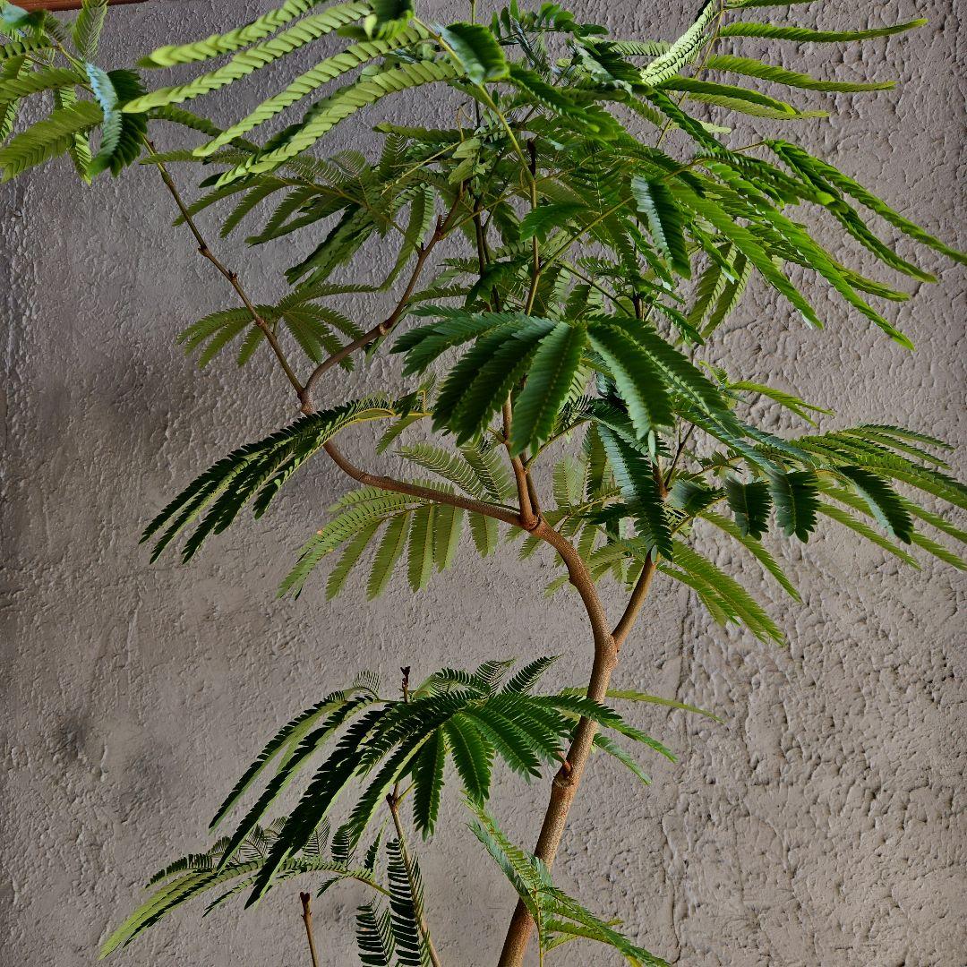 ⑳　エバーフレッシュ曲がり仕立て　10号特大苗木最高等級極上品‼️