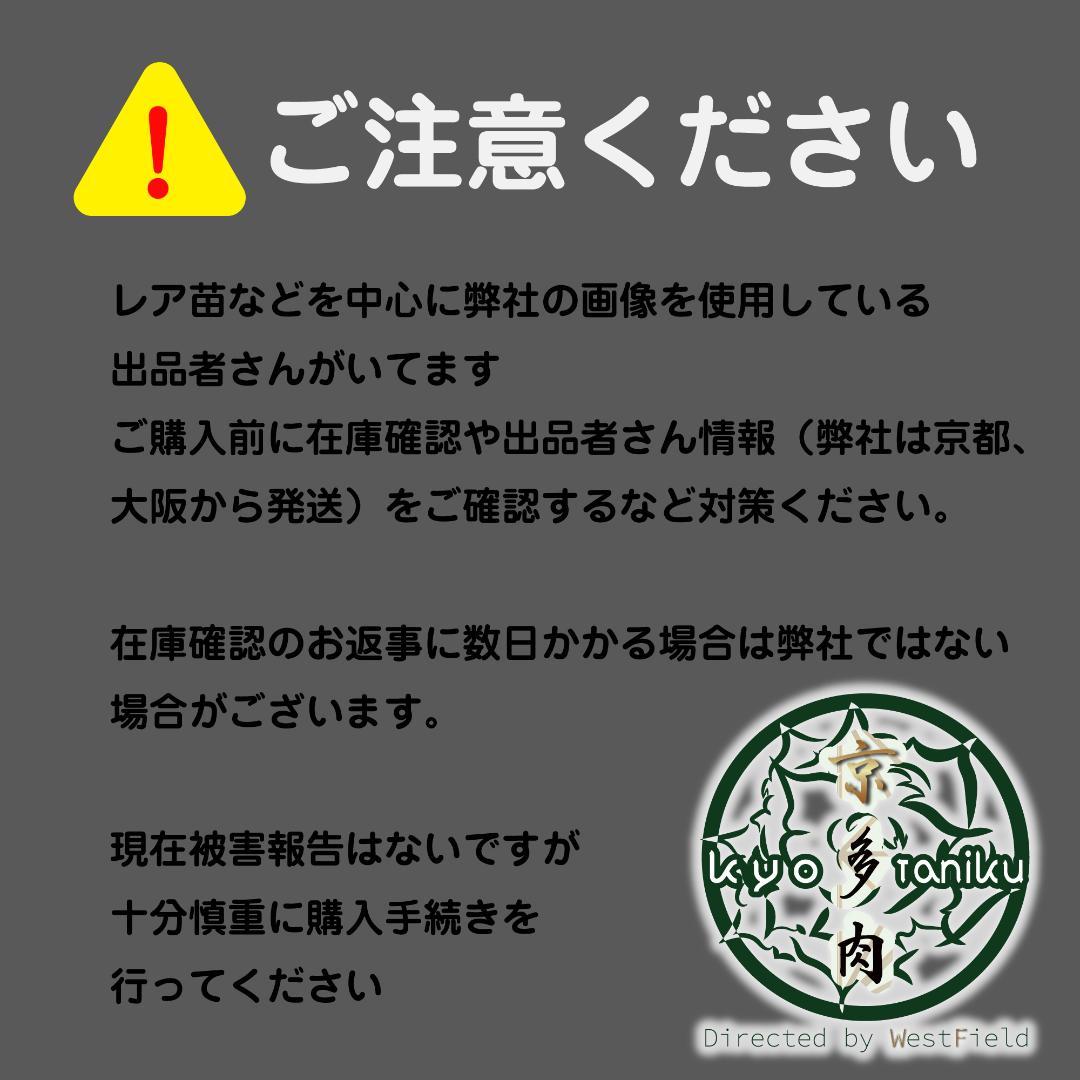 【良苗】アガベ 曲刺八雷（八荒殿×雷神 ）八荒雷神　匿名配送可能