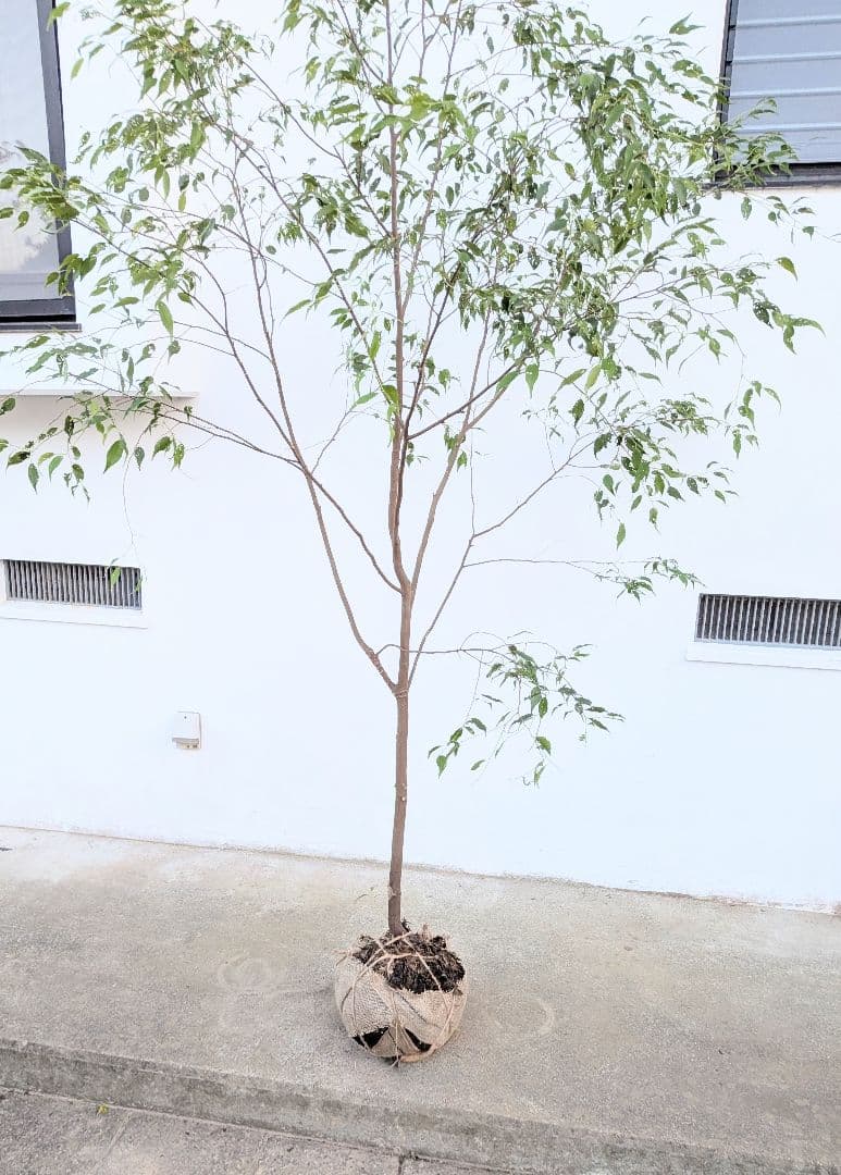 特大厳選。山採りハイノキ。