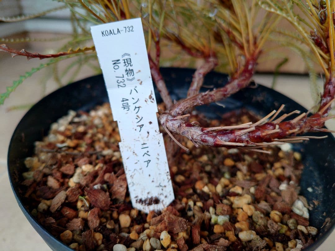 バンクシア　ニベア　6号（プロテア、グレビレア、リューカデンドロン）