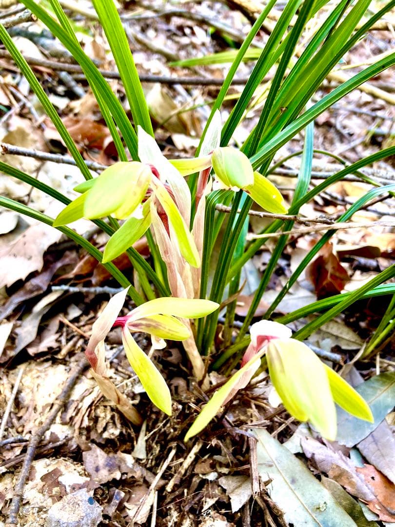 【春蘭＊開花株＊5つの可憐なお花が咲いています】天然/野生/里山自生/山野草