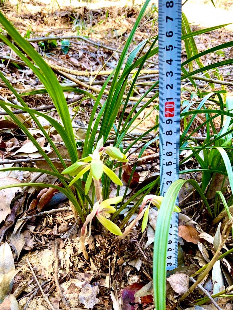 【春蘭＊開花株＊5つの可憐なお花が咲いています】天然/野生/里山自生/山野草