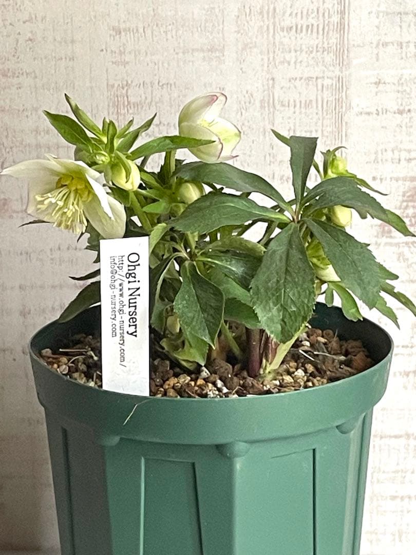 デュメトラム交配　大木ナーサリー　ss.ホワイト