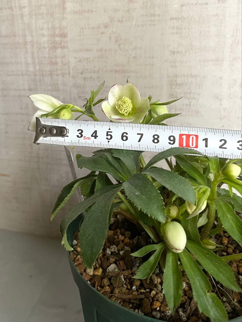 デュメトラム交配　大木ナーサリー　ss.ホワイト