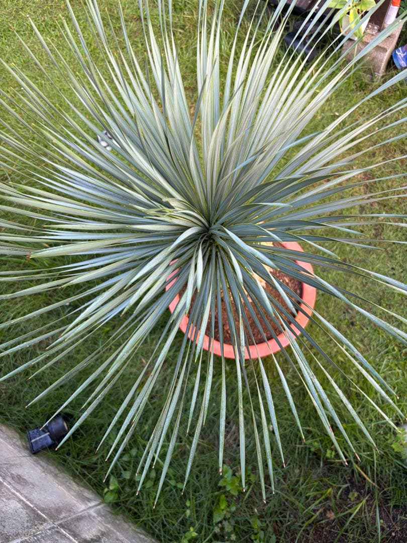 ユッカ ロストラータ　極太幹