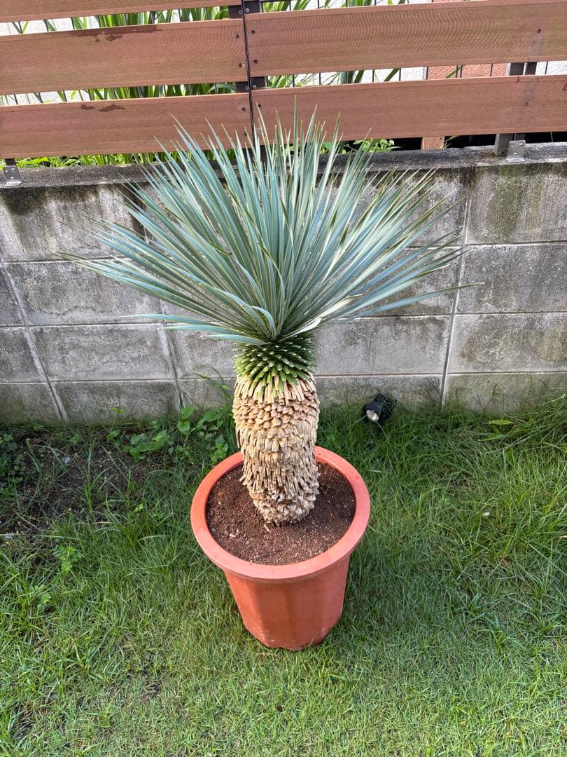 ユッカ ロストラータ　極太幹