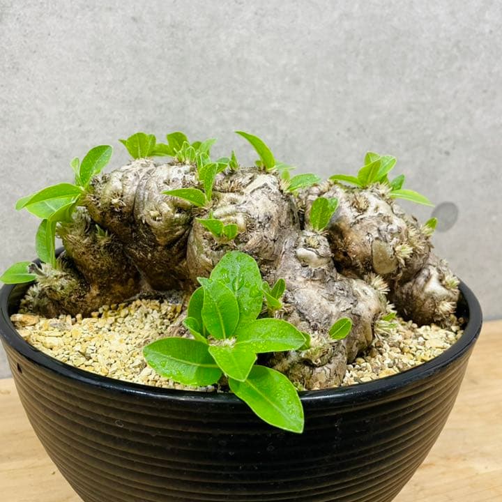 パキポディウム　ブレビカウレ　恵比寿笑い　塊根植物　コーデックス