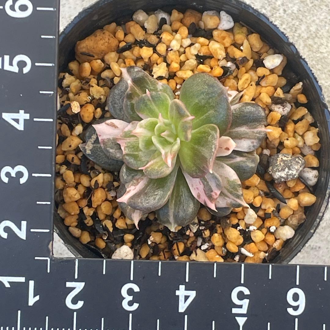 専用！　高級品種　稀少　インドネシア多肉　プリンス錦3点セット　速達代付