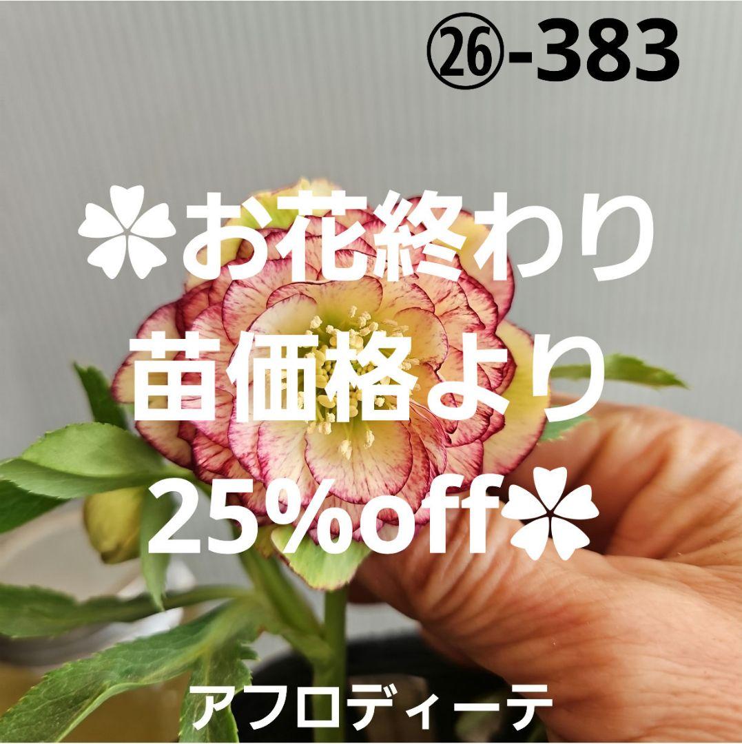 ㉖-383クリスマスローズ