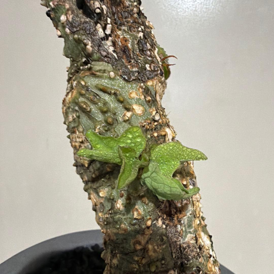 アデニア アクレアータ adenia aculeata 現地球 発根済