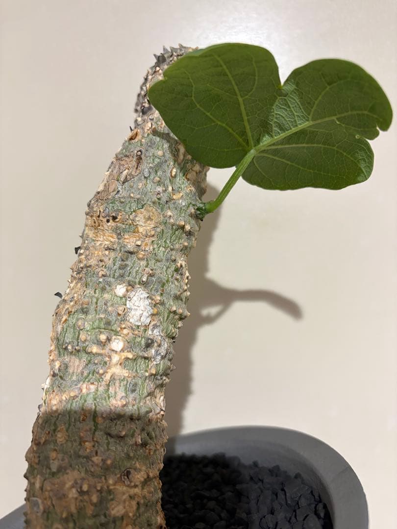 アデニア アクレアータ adenia aculeata 現地球 発根済