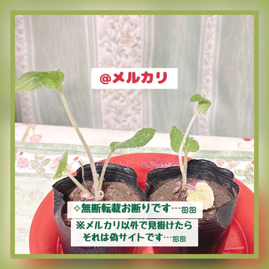 ❀メルカリn様✩ページです