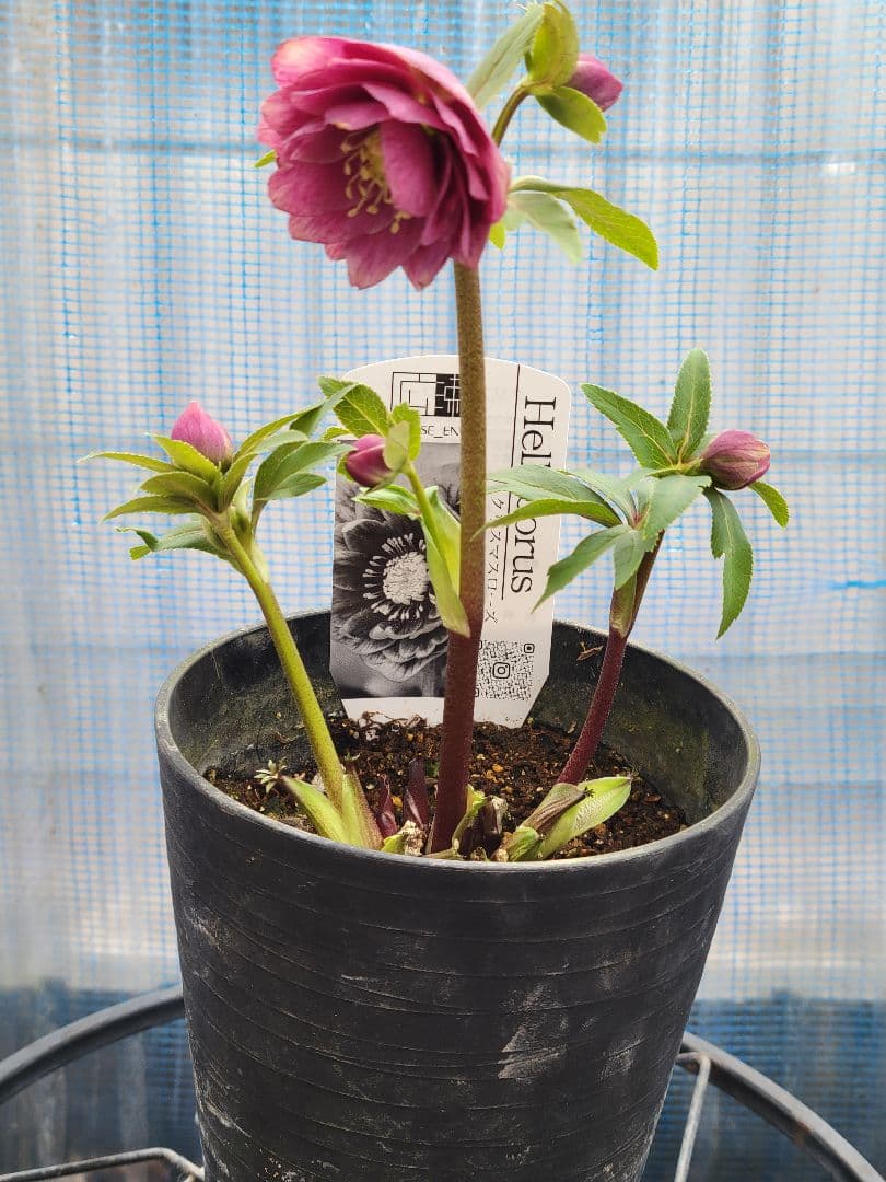 アンティークレッド白抜けダブル　クリスマスローズ　広瀬園芸　ソレイユ系