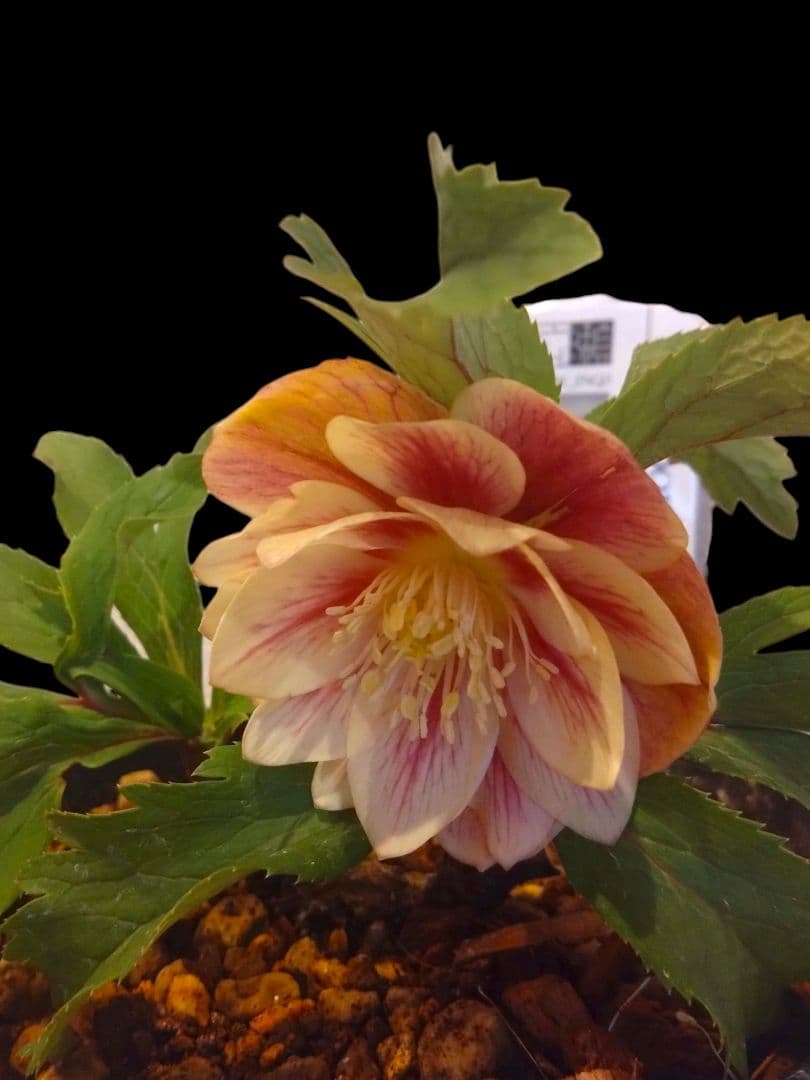 クリスマスローズ　広瀬園芸　オーレア