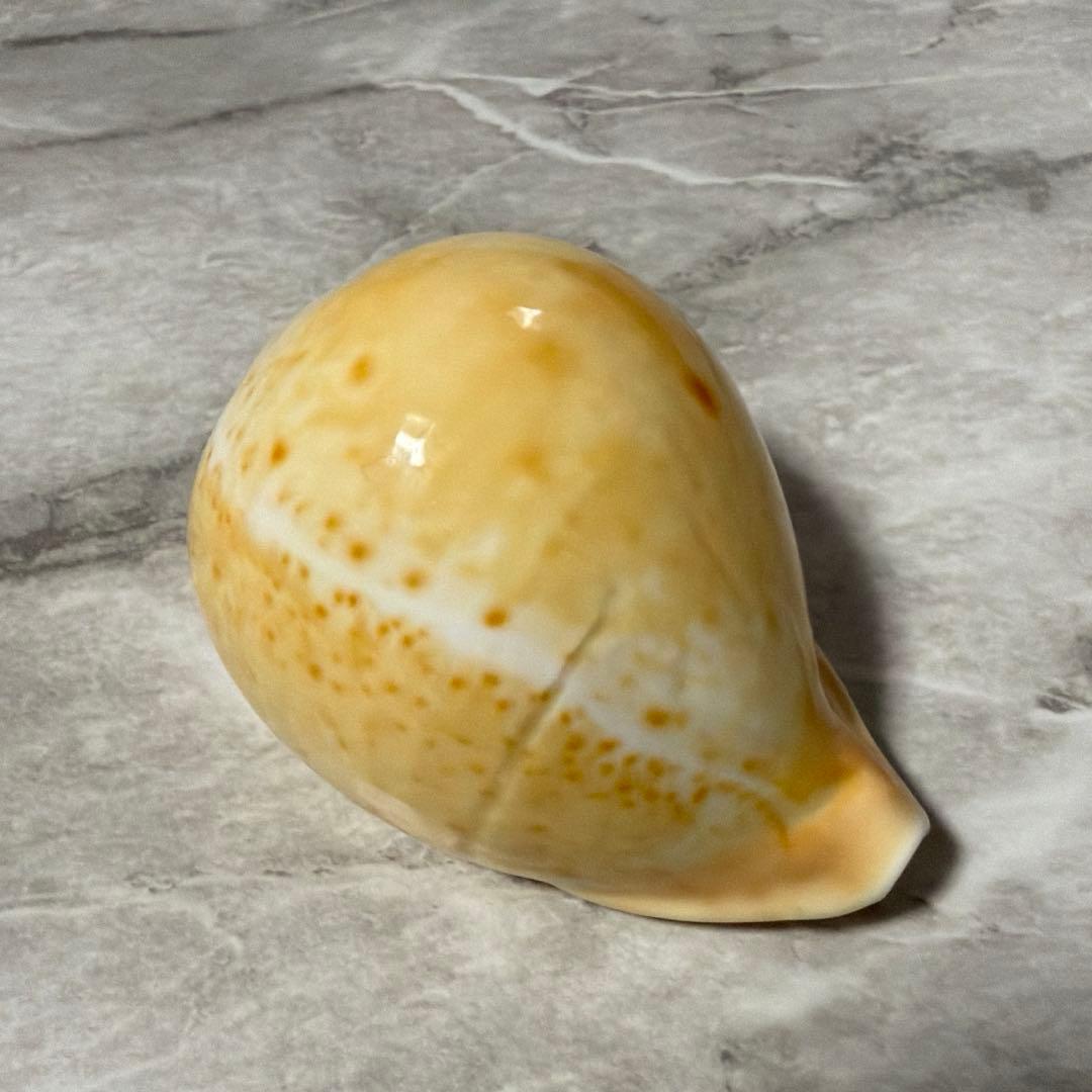 (大型)ウスアカネダカラ　薄茜宝貝　貝殻　コレクション　タカラガイ　ラベル付き