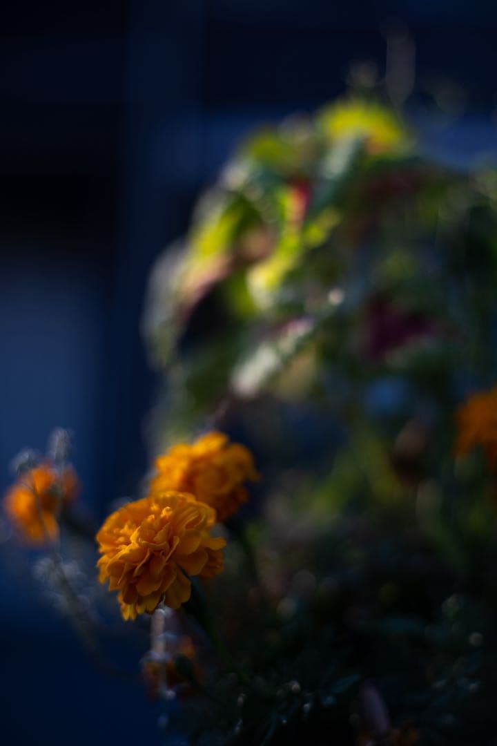 Carl Zeiss Planar 1.4/50 レンズ