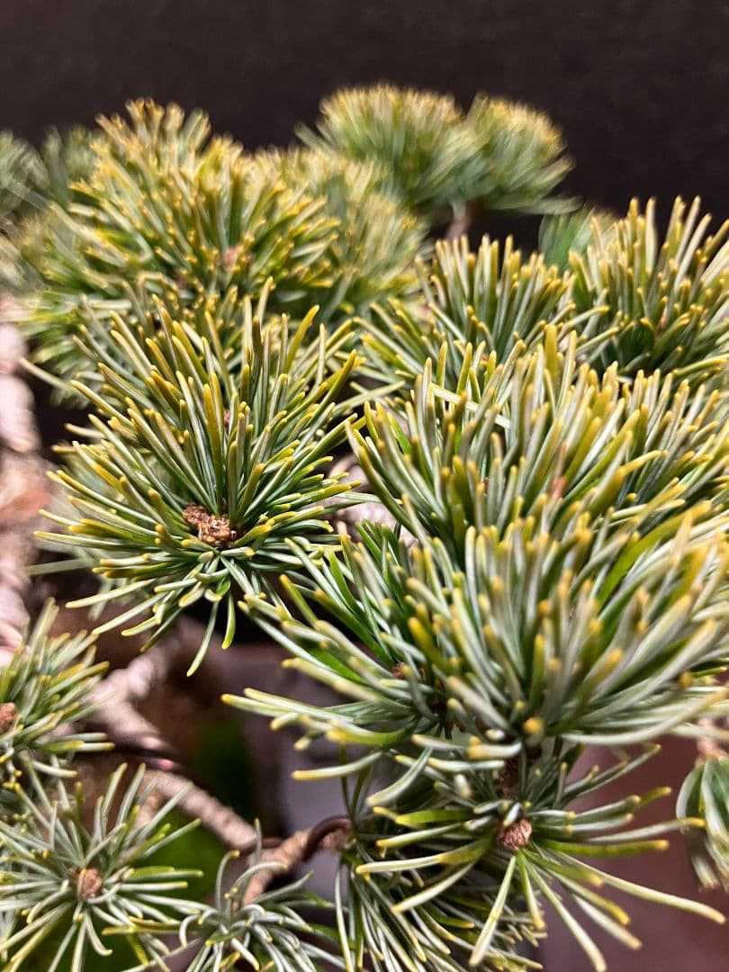 銀八房五葉松、宮島五葉松模様木盆栽