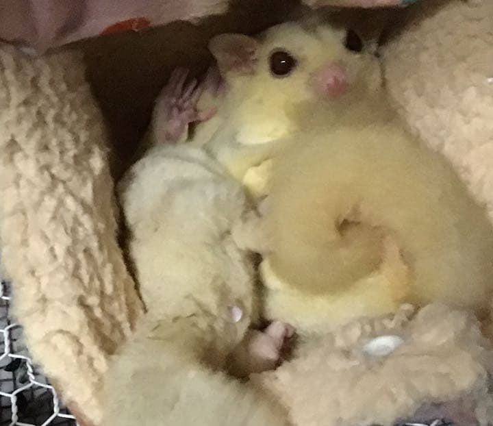 モモンガハウス(花柄パッチワーク柄)    夏仕様  涼しい夏生地を使用❗️