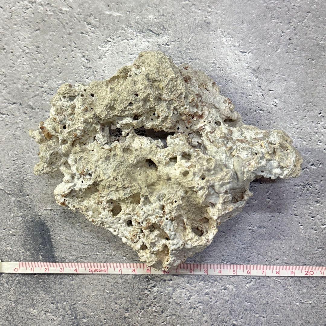 オウムガイ 珊瑚 他 貝殻コレクションセット 16点