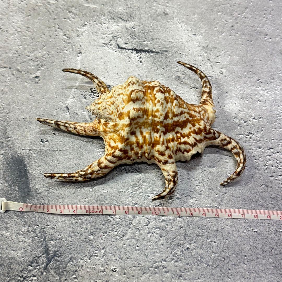 オウムガイ 珊瑚 他 貝殻コレクションセット 16点