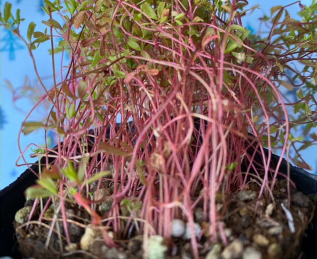 オキザリス　桃の輝き