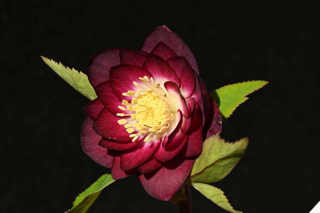 クリスマスローズ　認定紅白の輝き　最新花　加藤農園