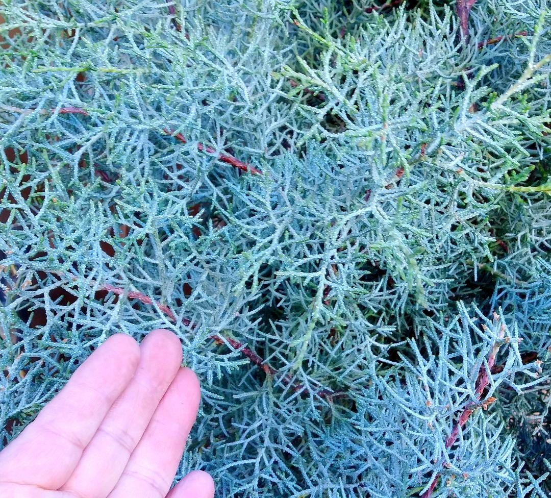 ブルーアイス 苗 200cm❗10号 大型 綺麗な葉色 シルバーブルー 自然樹形