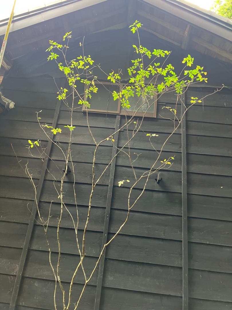 71 山採り　アオダモ