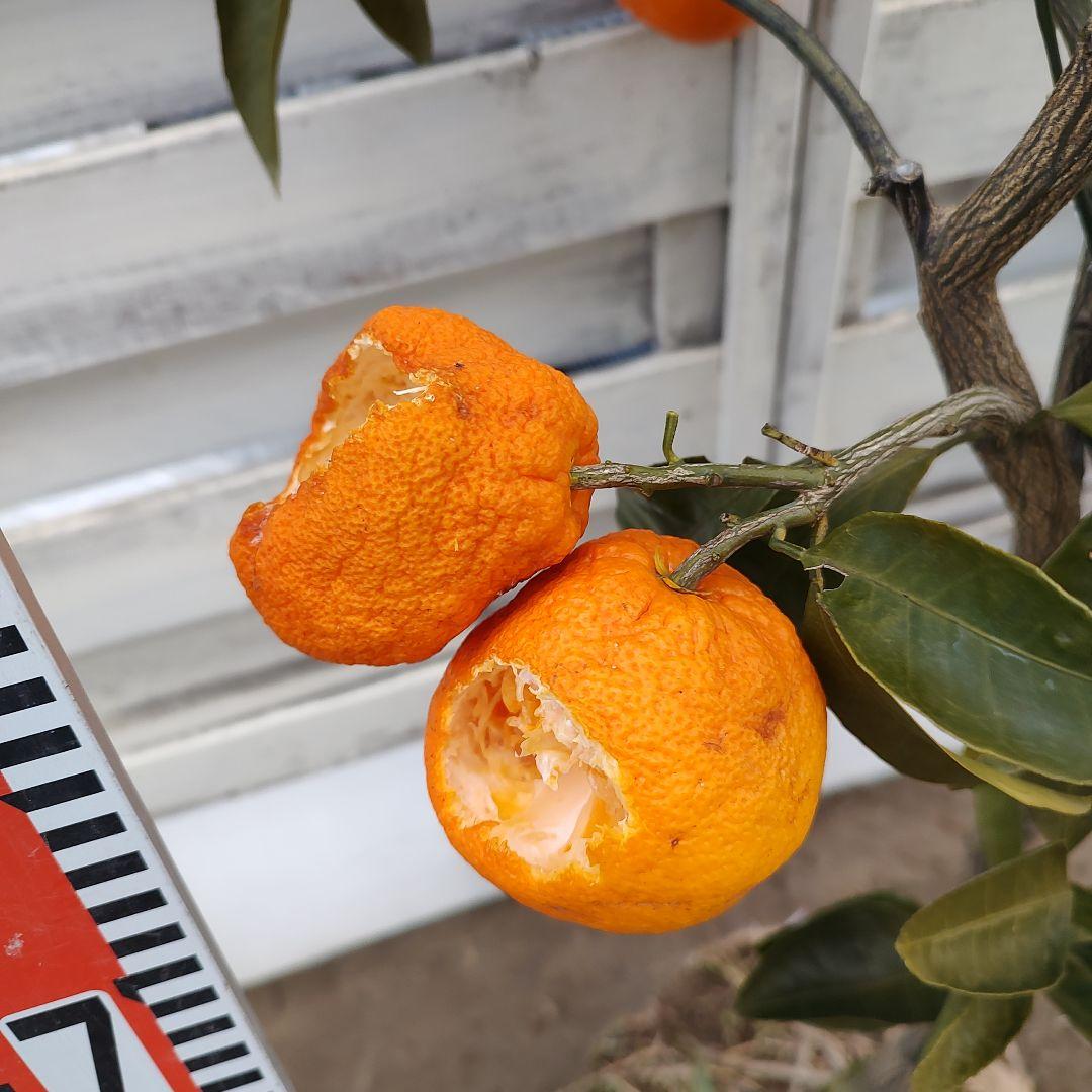 ひい出品 日南N1 極早生 5年生 苗木 結実実績あり！