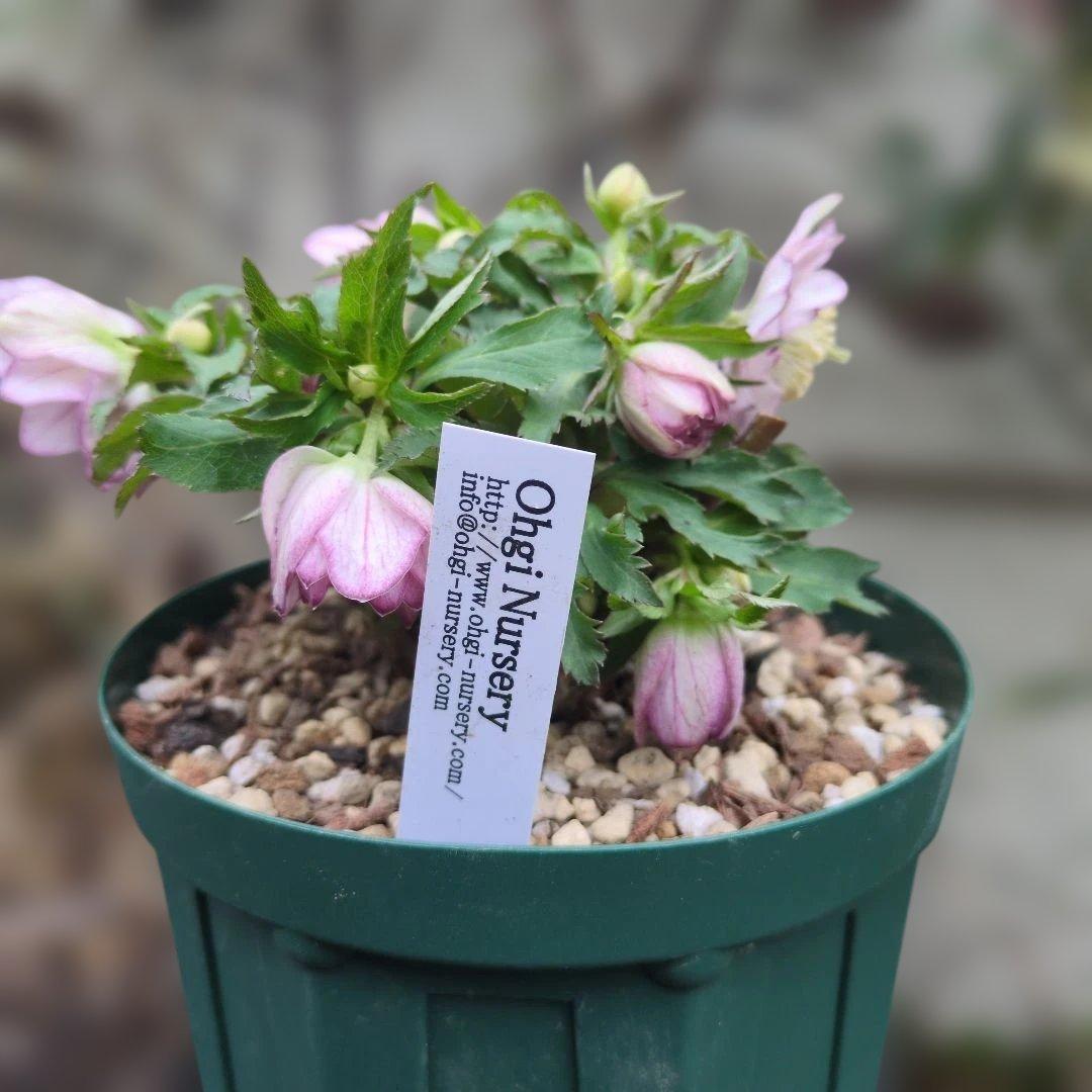 ト*畑様 大木ナーセリー❤️ クリスマスローズ❤️ いろは交配❤️