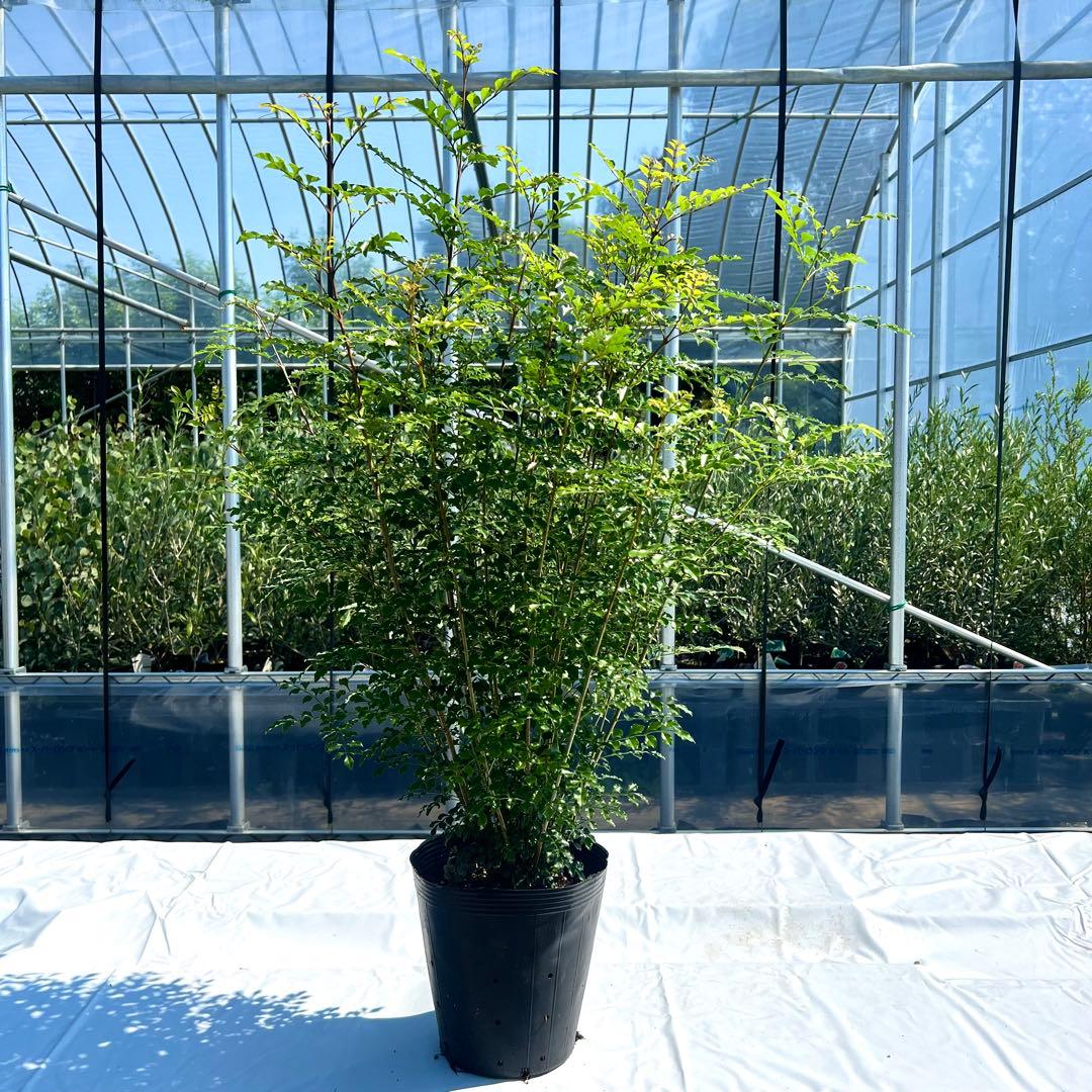 【セット割‼️高さ100㎝前後❗️】シマトネリコ 株立ち 10本立ち以上　2本セット