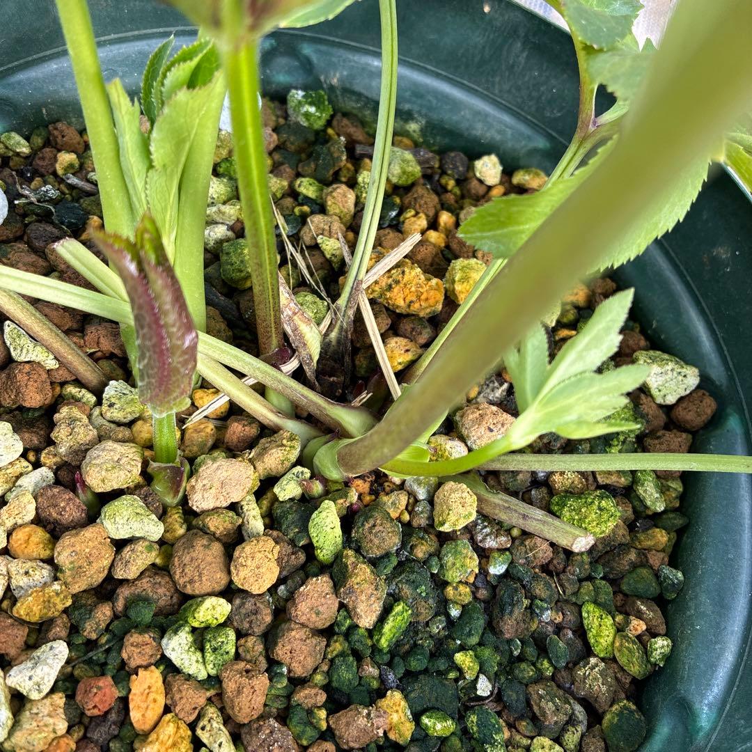 クリスマスローズ　7寸　パステリッシュ　親株