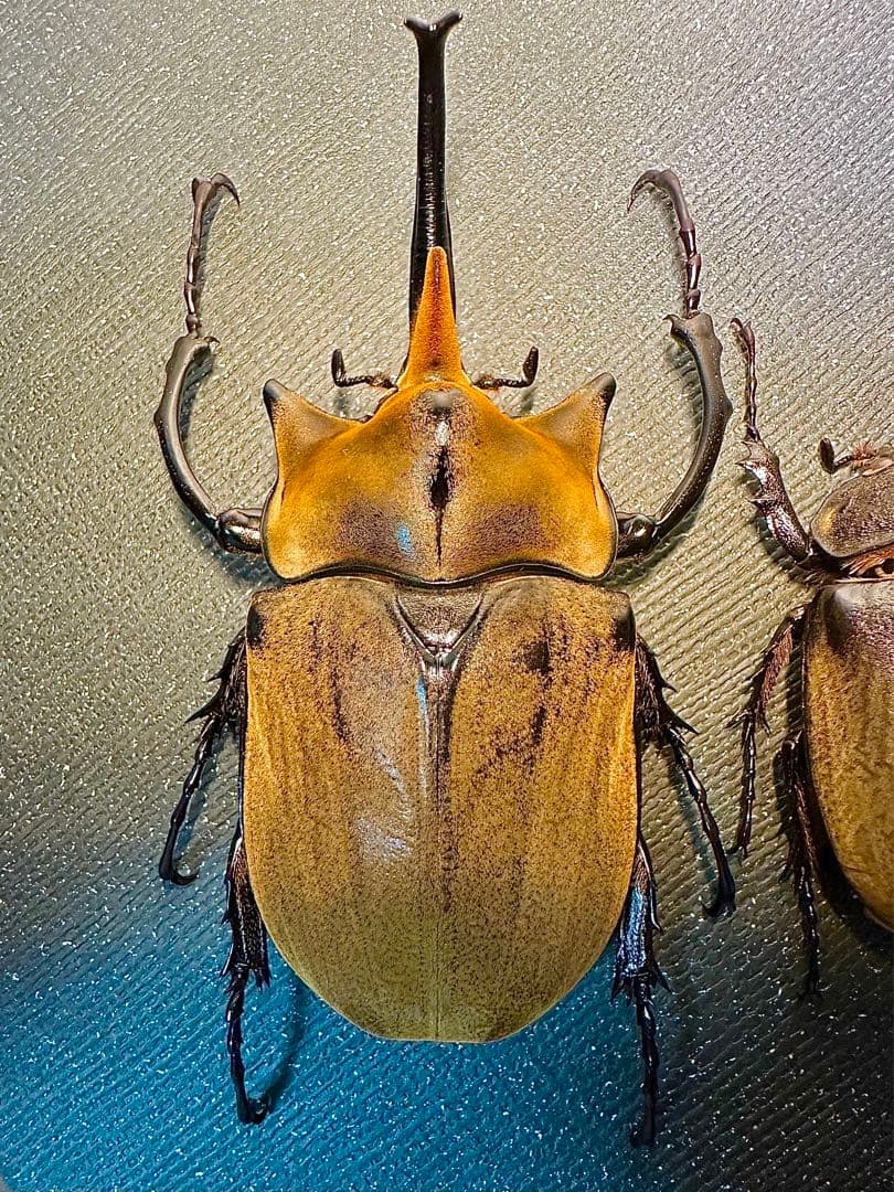 【最終値下げ】エレファスゾウカブト標本　ペア