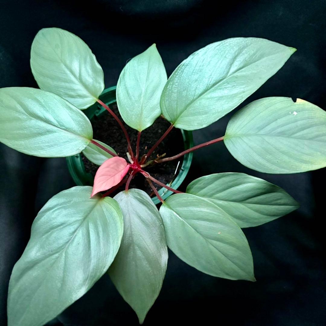 ホマロメナ sp シルバームスカ 正規タグ付き