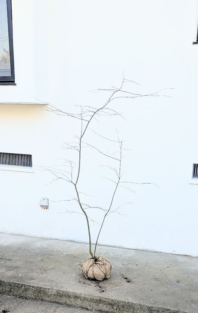 山採りアオハダ。