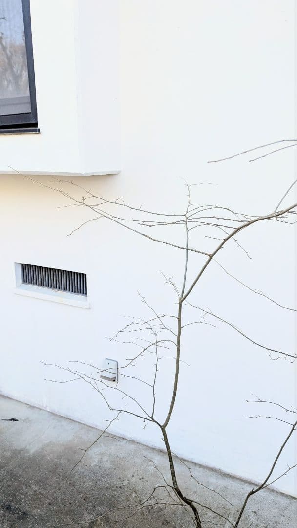 山採りアオハダ。