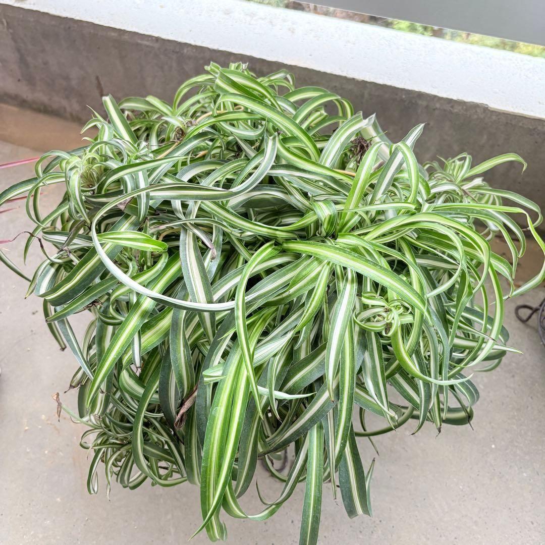 オリヅルラン ボニー 大型 1