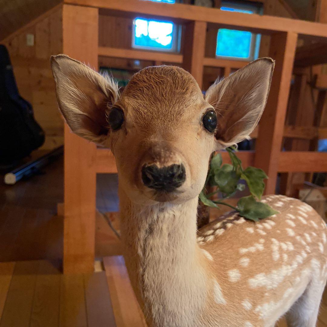 バンビの剥製　小鹿　本物　美品
