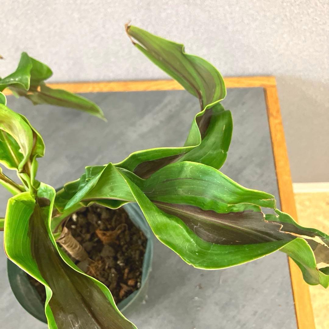 超希少❗️コルジリネ　ギニーサイクロン✨