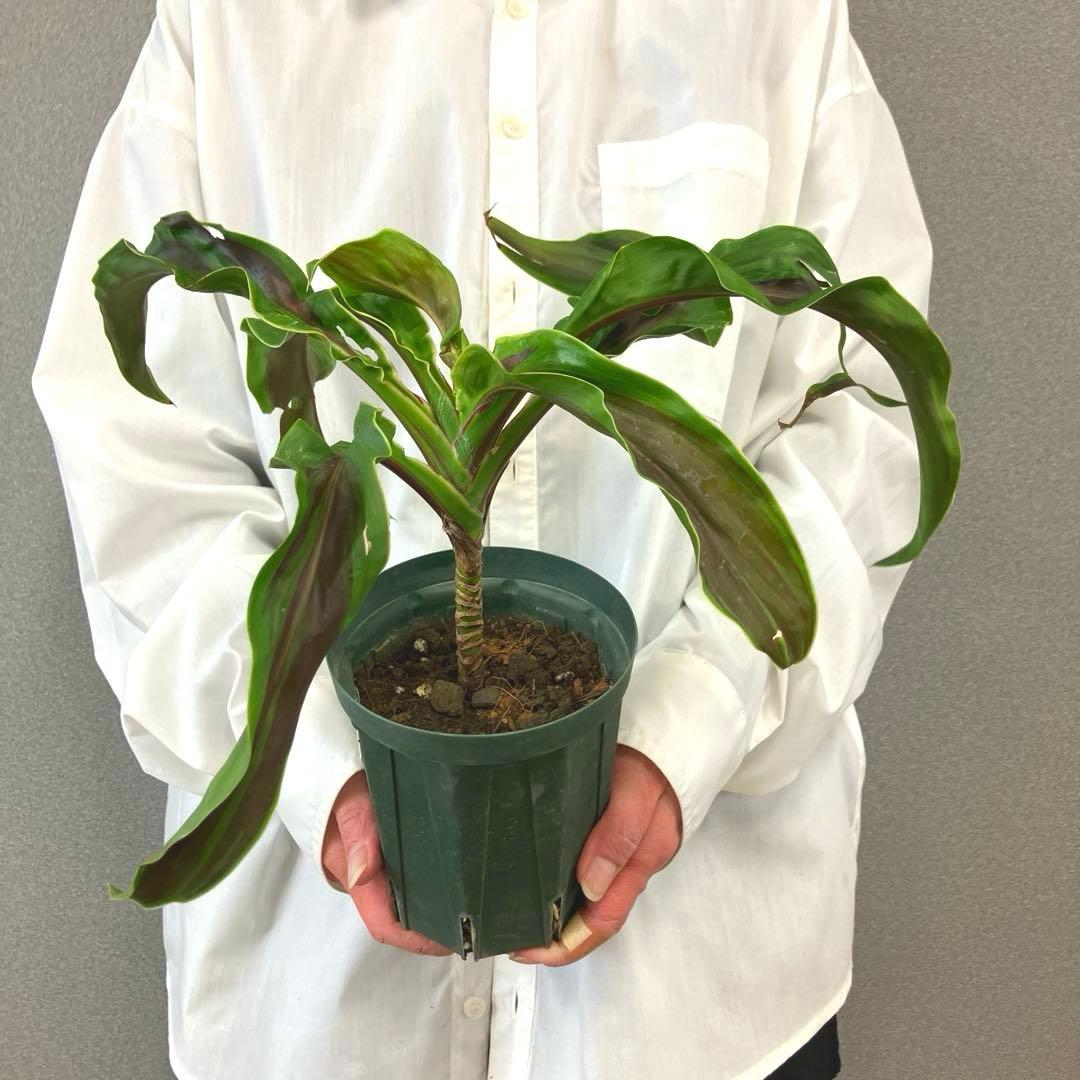 超希少❗️コルジリネ　ギニーサイクロン✨