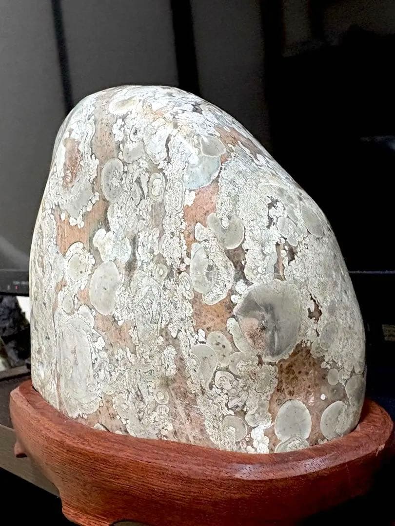 越前紋石　梅花石　鑑賞石　水石　自然石　両面磨き　2163g 花梨台座付　希少品