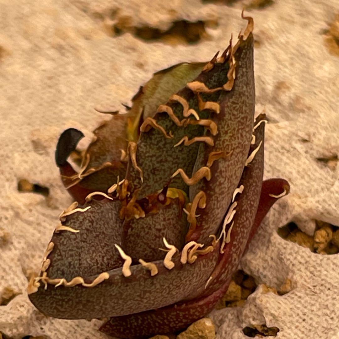 【26A】アガベ オテロイ 種子 500粒 Agave oteroi